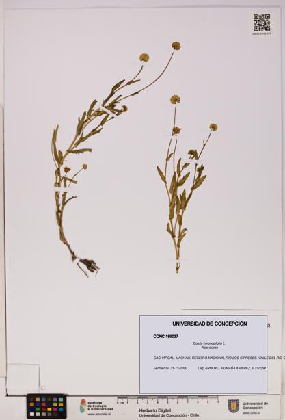 Cotula coronopifolia [Espécimen: UDEC:CONC:0189037]