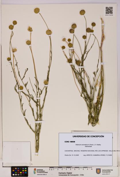 Helenium aromaticum [Espécimen: UDEC:CONC:0189038]