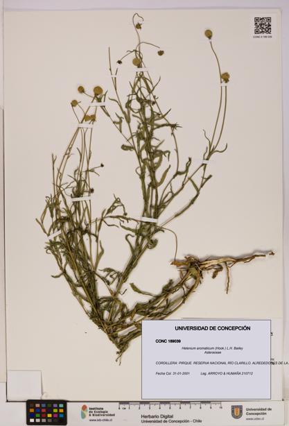 Helenium aromaticum [Espécimen: UDEC:CONC:0189039]