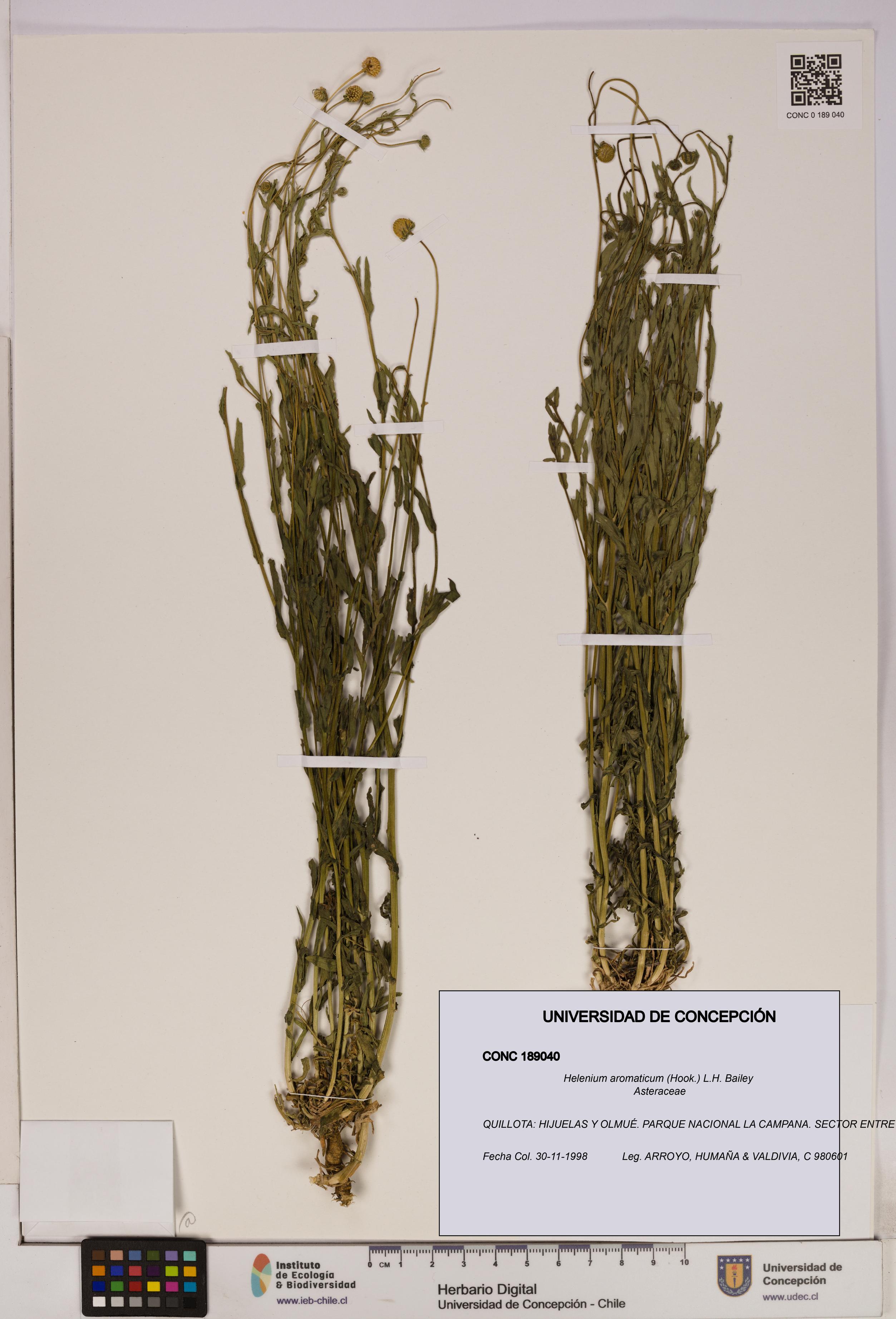 Helenium aromaticum [Espécimen: UDEC:CONC:0189040]