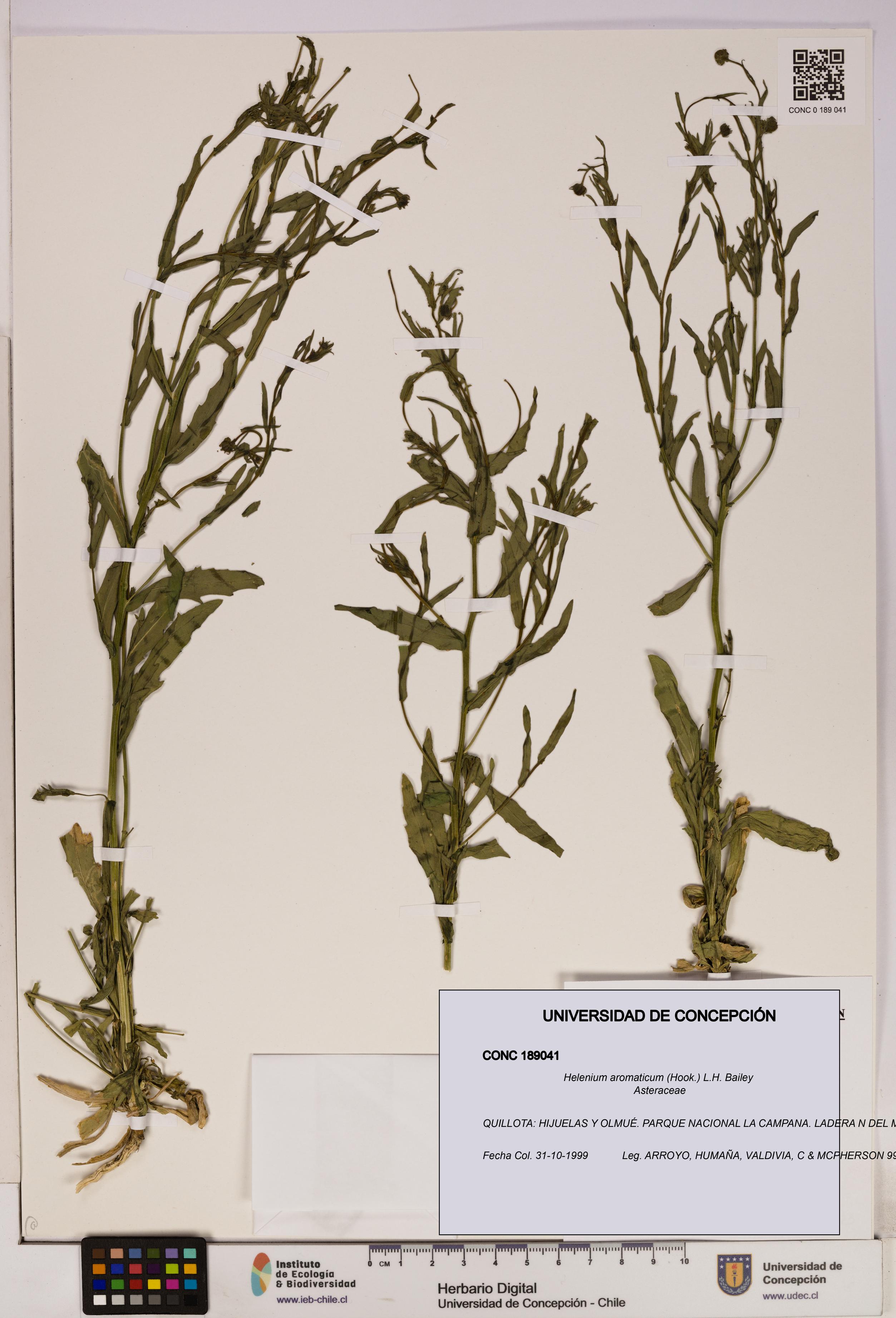 Helenium aromaticum [Espécimen: UDEC:CONC:0189041]