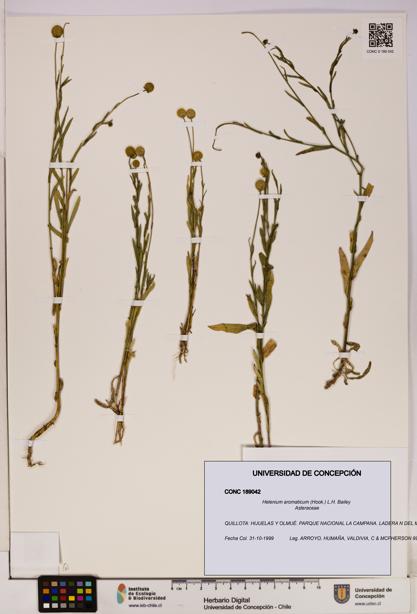 Helenium aromaticum [Espécimen: UDEC:CONC:0189042]