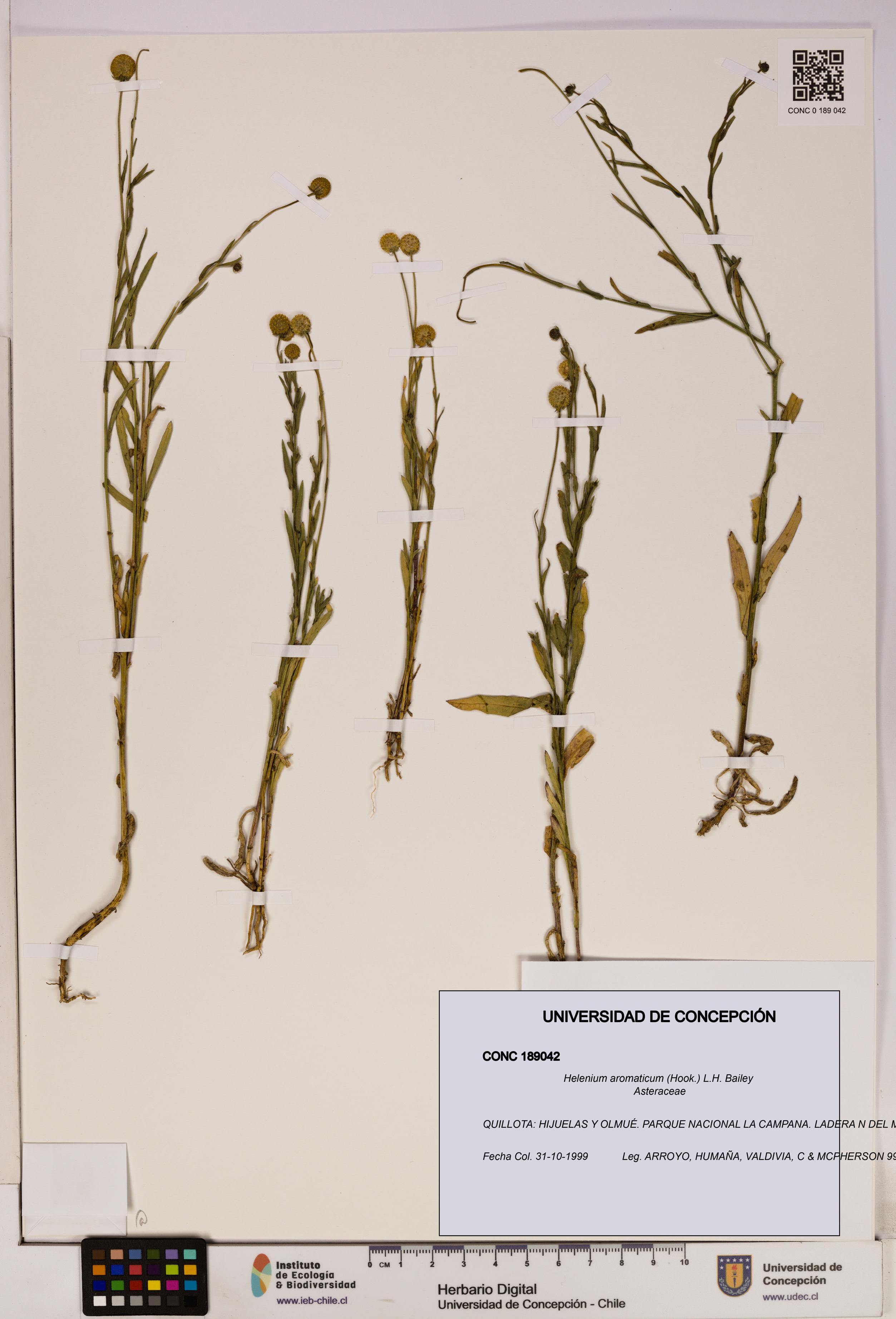 Helenium aromaticum [Espécimen: UDEC:CONC:0189042]