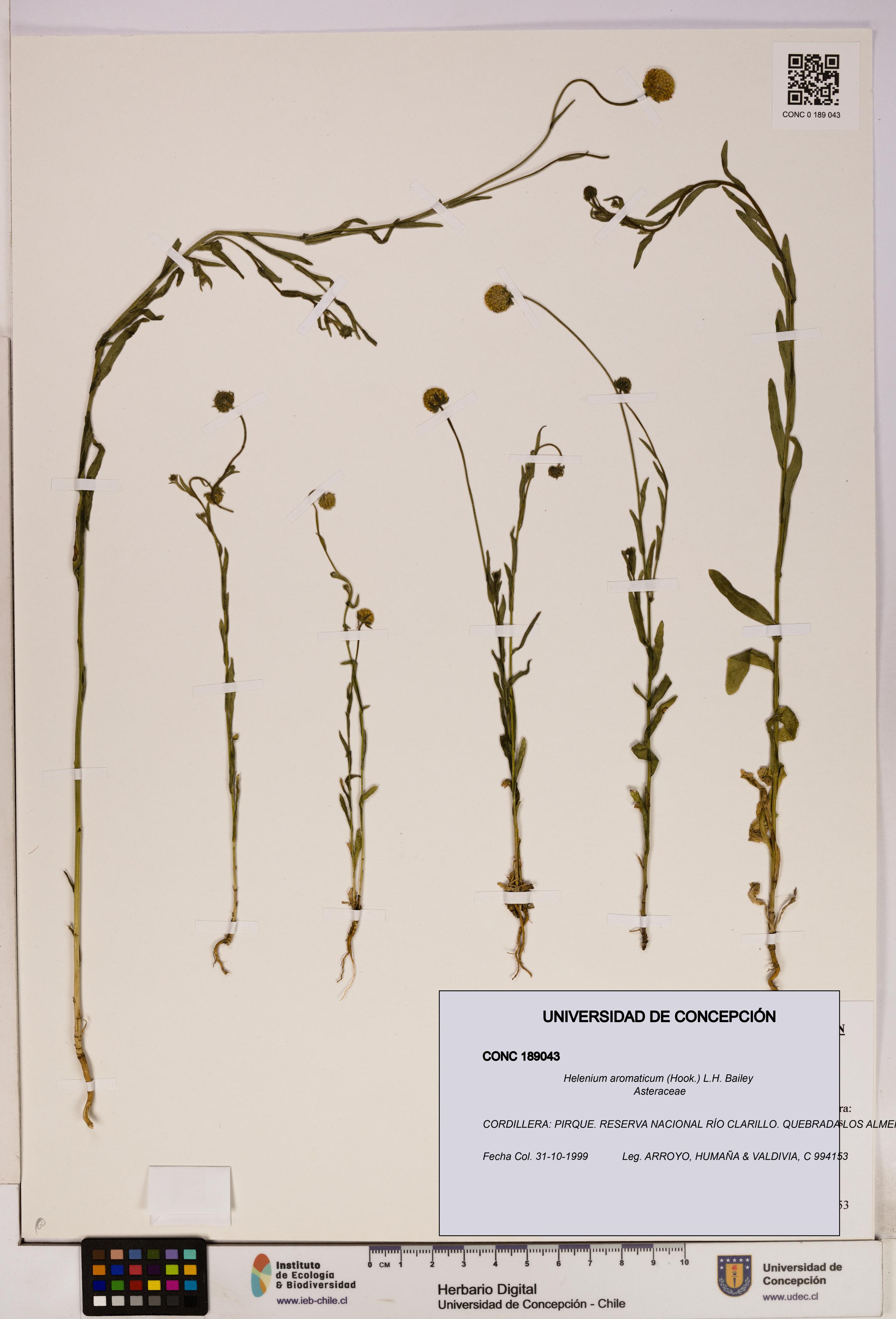 Helenium aromaticum [Espécimen: UDEC:CONC:0189043]
