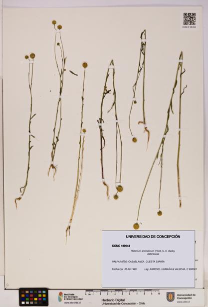 Helenium aromaticum [Espécimen: UDEC:CONC:0189044]