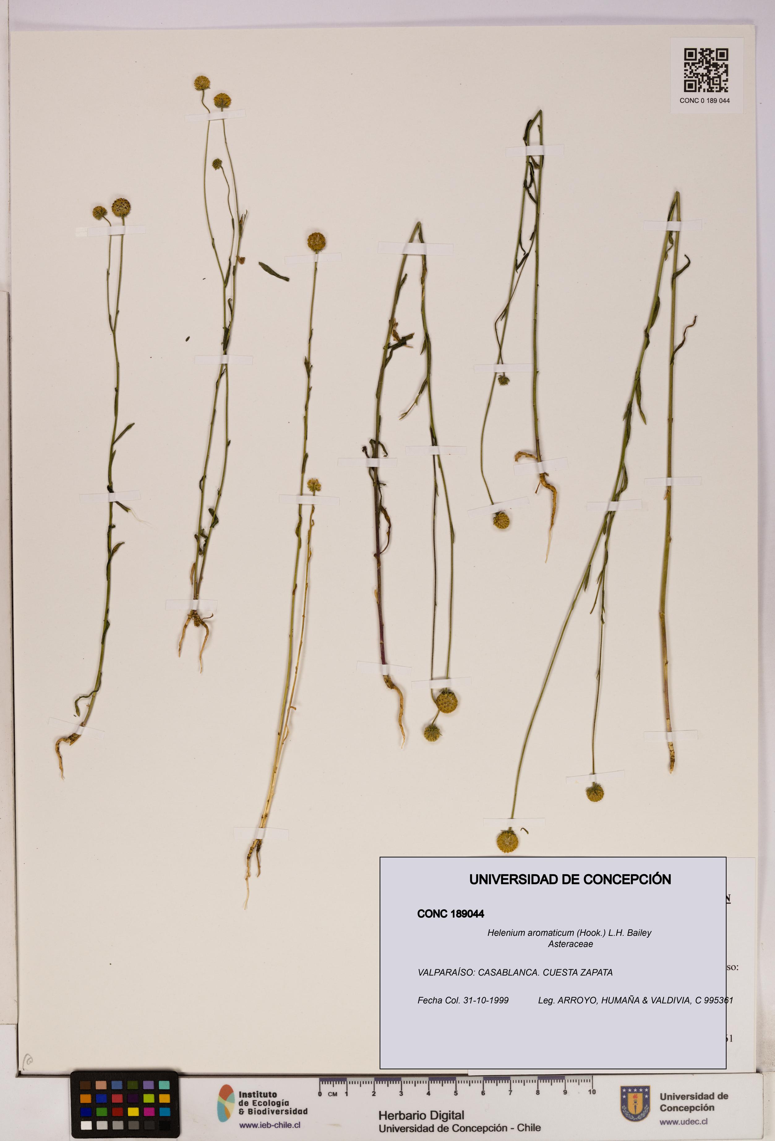Helenium aromaticum [Espécimen: UDEC:CONC:0189044]