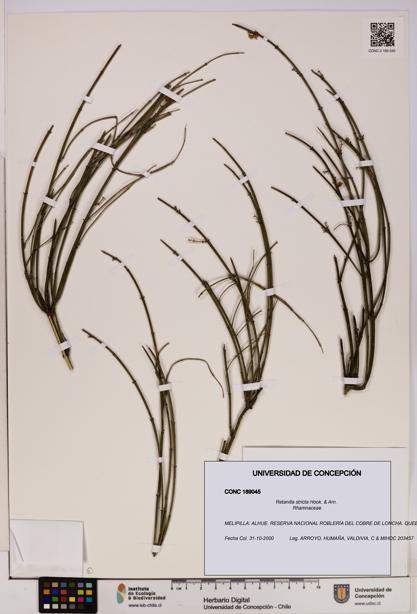 Retanilla stricta [Espécimen: UDEC:CONC:0189045]