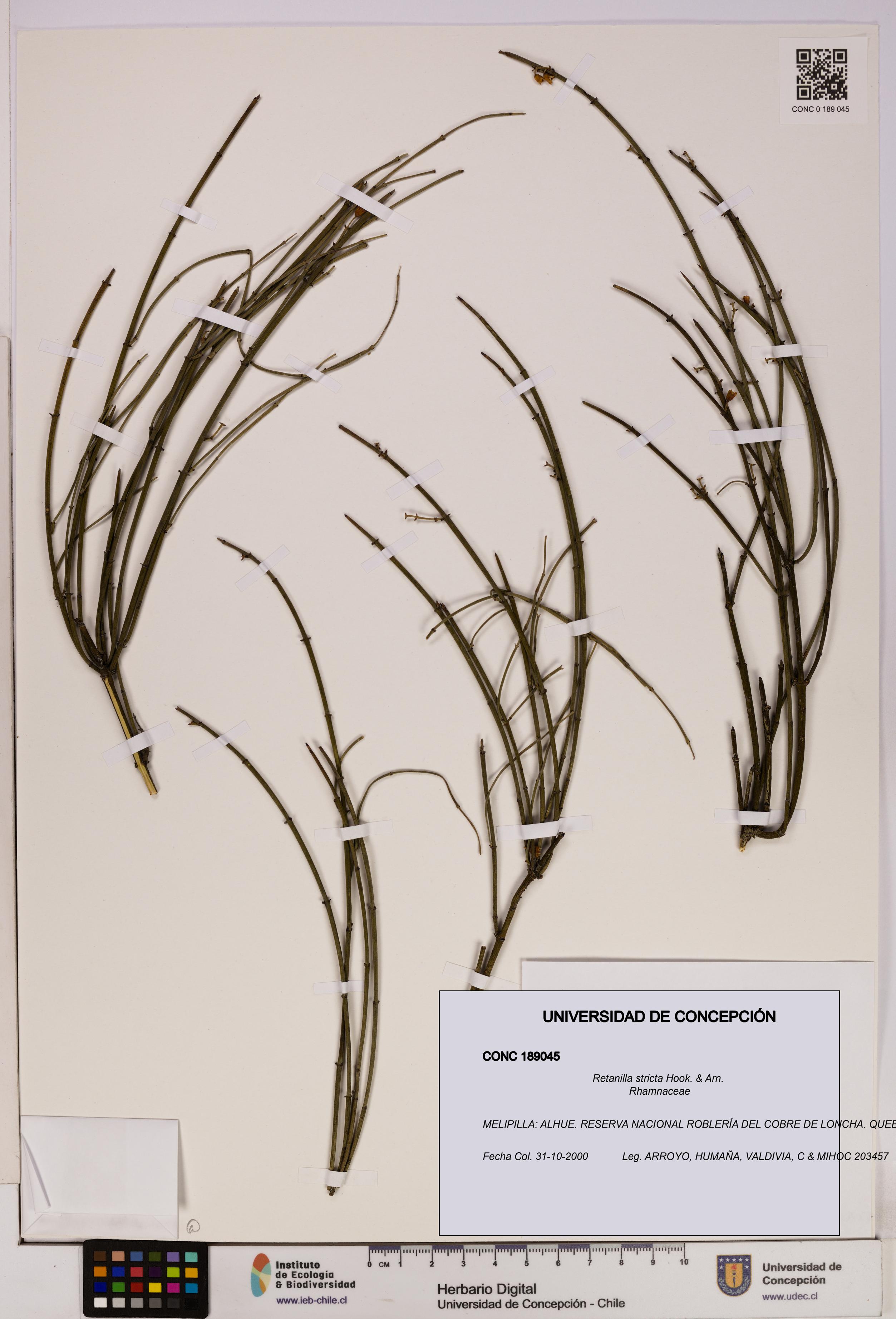 Retanilla stricta [Espécimen: UDEC:CONC:0189045]