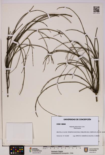 Retanilla stricta [Espécimen: UDEC:CONC:0189046]