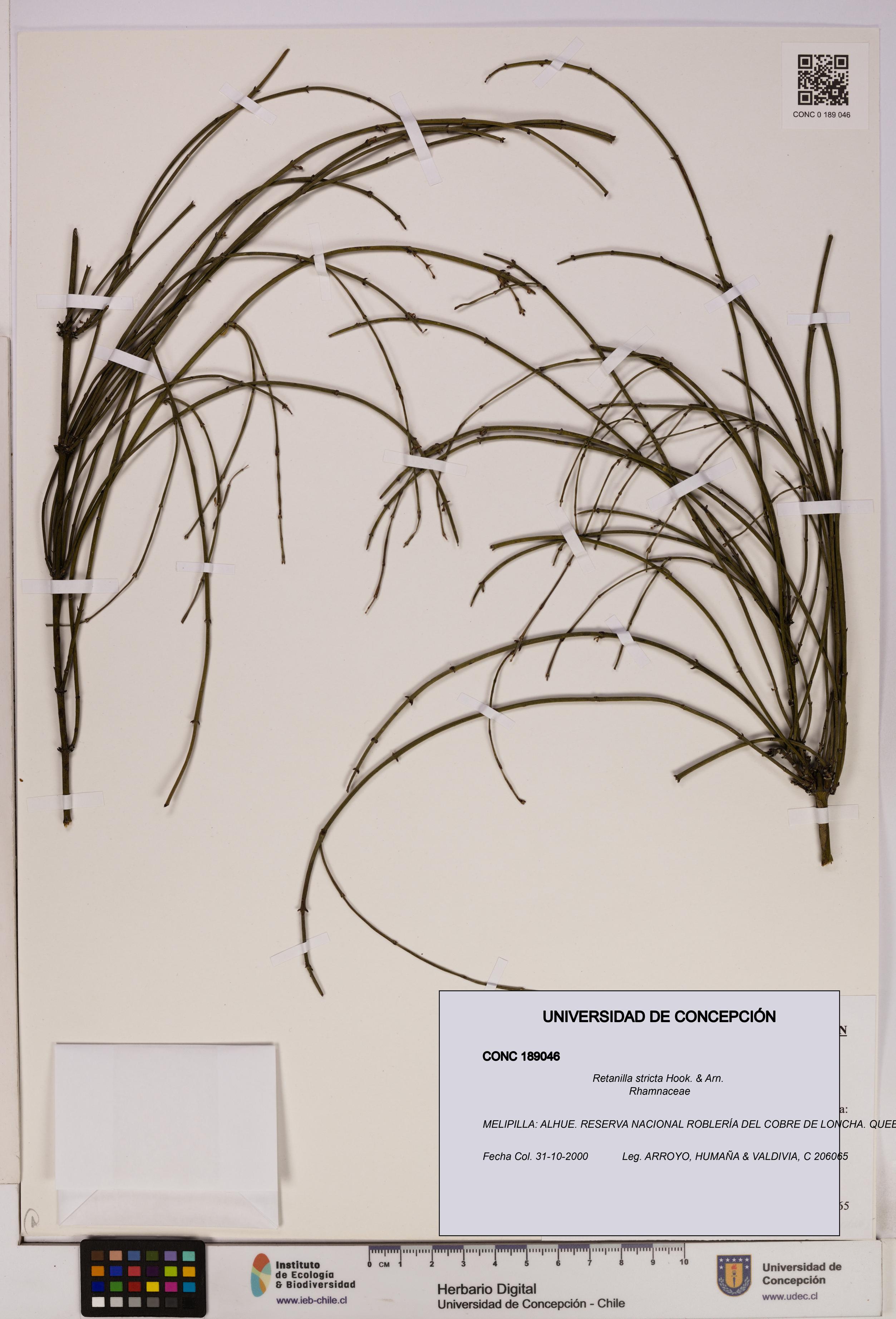 Retanilla stricta [Espécimen: UDEC:CONC:0189046]