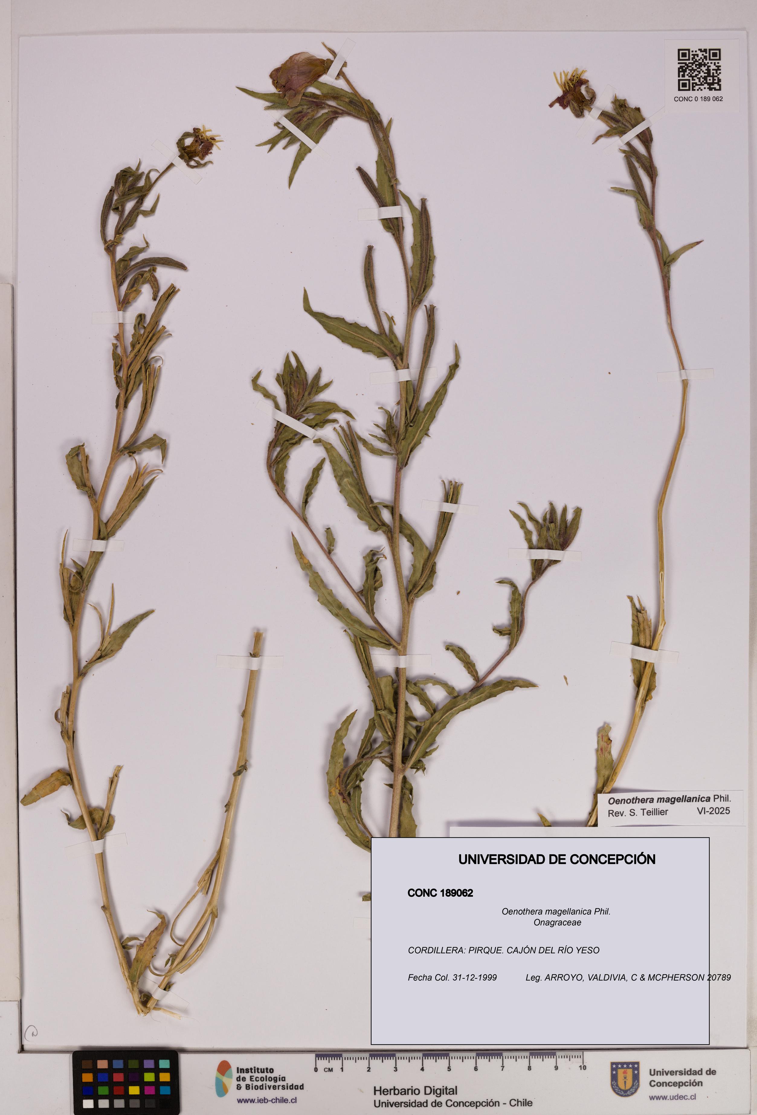 Oenothera magellanica [Espécimen: UDEC:CONC:0189062]