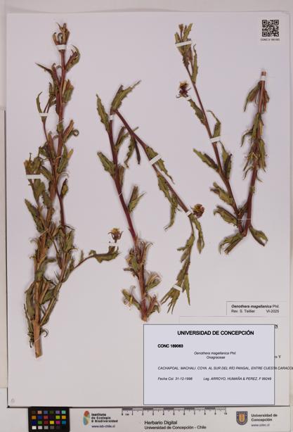 Oenothera magellanica [Espécimen: UDEC:CONC:0189063]