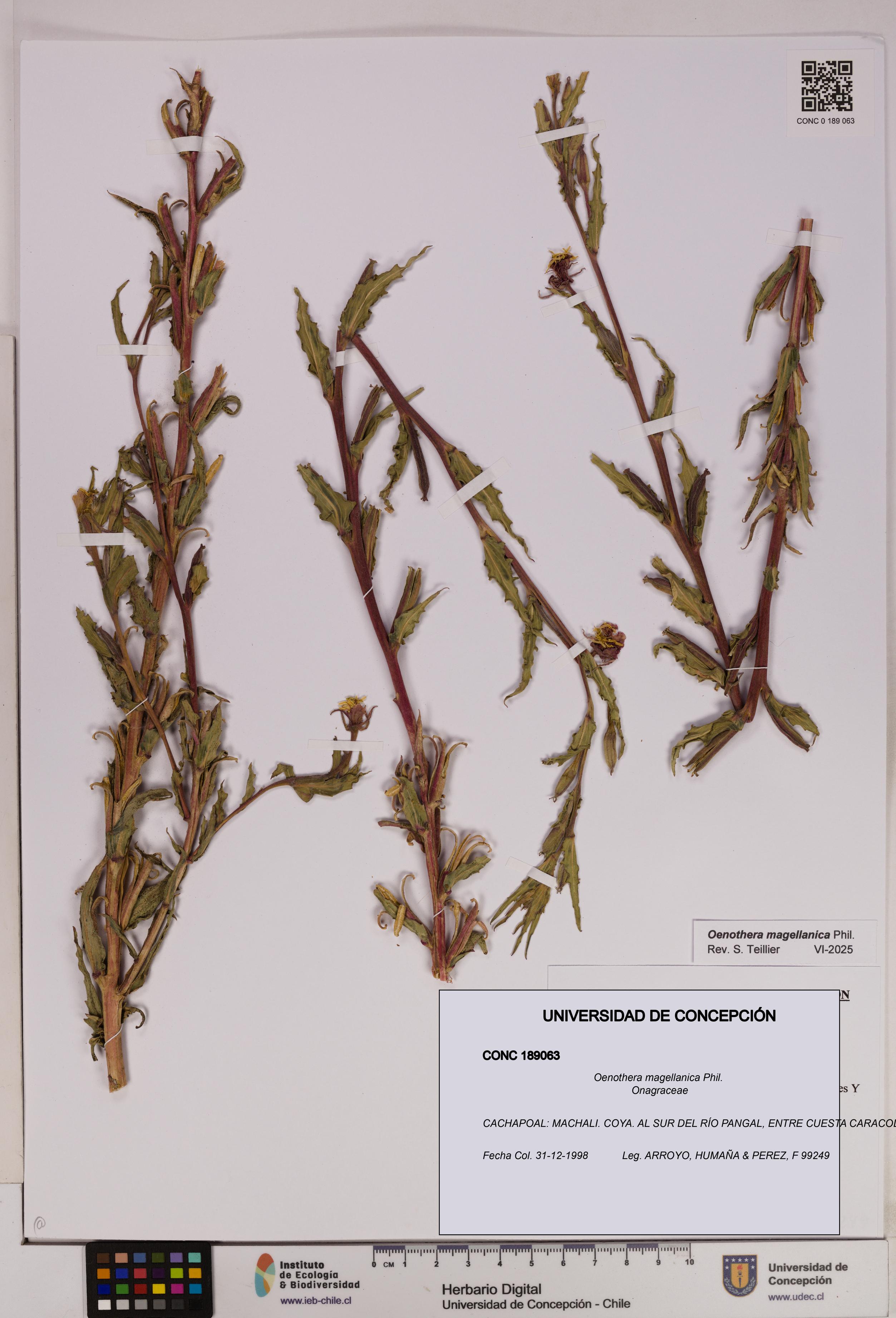 Oenothera magellanica [Espécimen: UDEC:CONC:0189063]