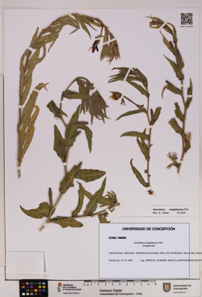 Oenothera magellanica [Espécimen: UDEC:CONC:0189064]
