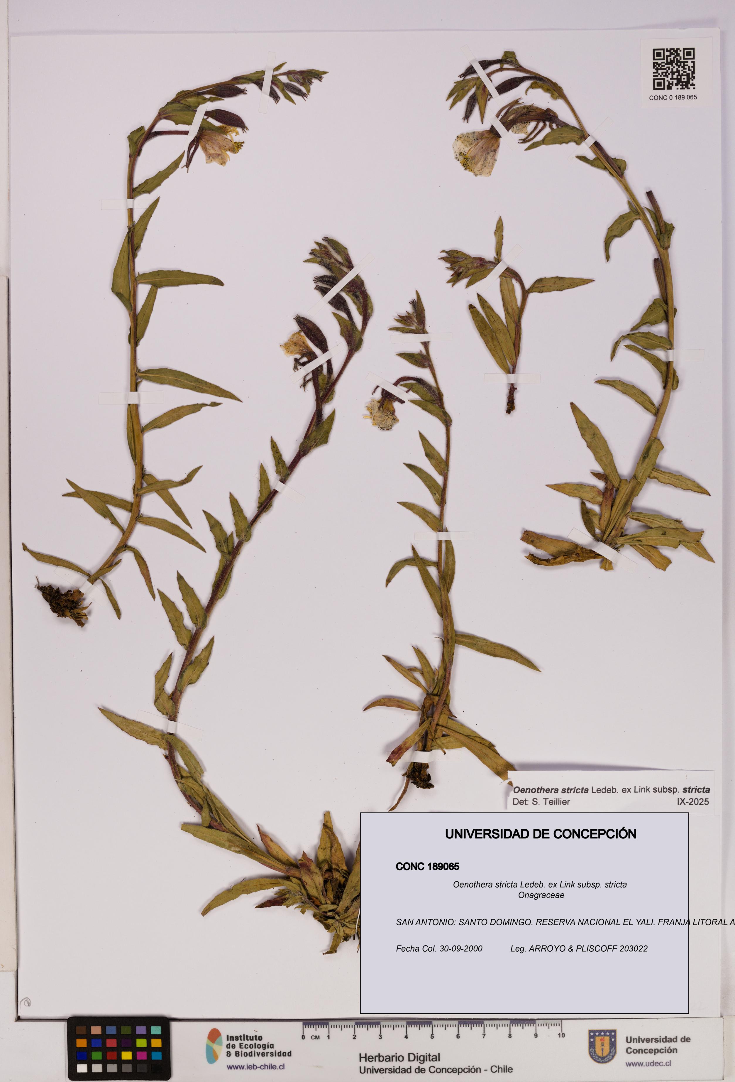 Oenothera stricta subsp. stricta [Espécimen: UDEC:CONC:0189065]