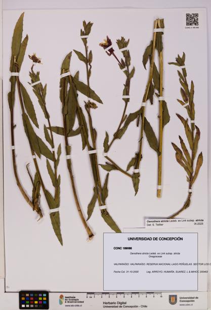 Oenothera stricta subsp. stricta [Espécimen: UDEC:CONC:0189066]
