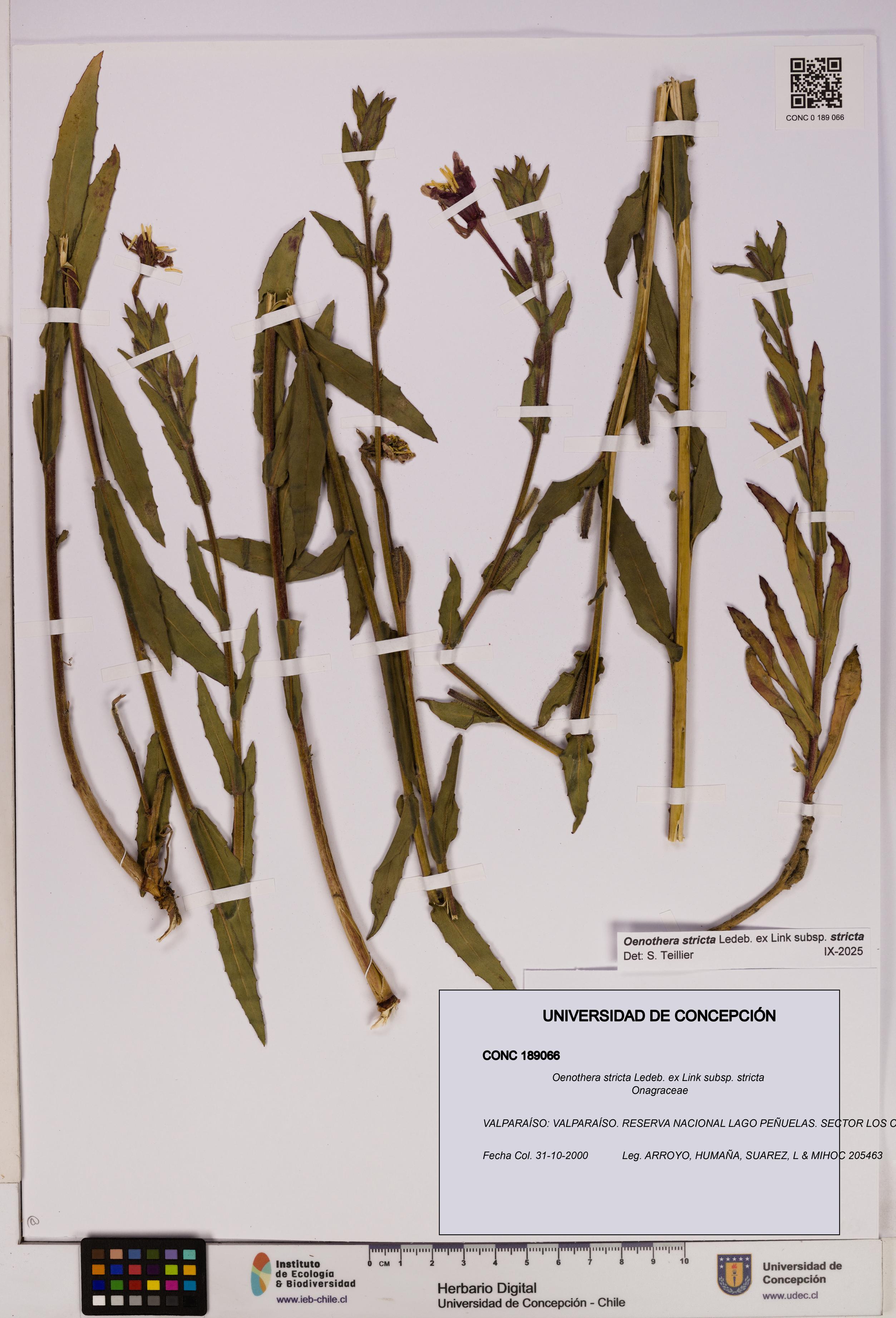 Oenothera stricta subsp. stricta [Espécimen: UDEC:CONC:0189066]