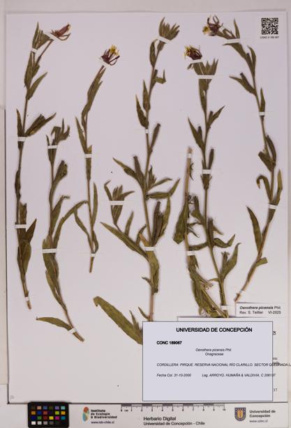 Oenothera picensis [Espécimen: UDEC:CONC:0189067]