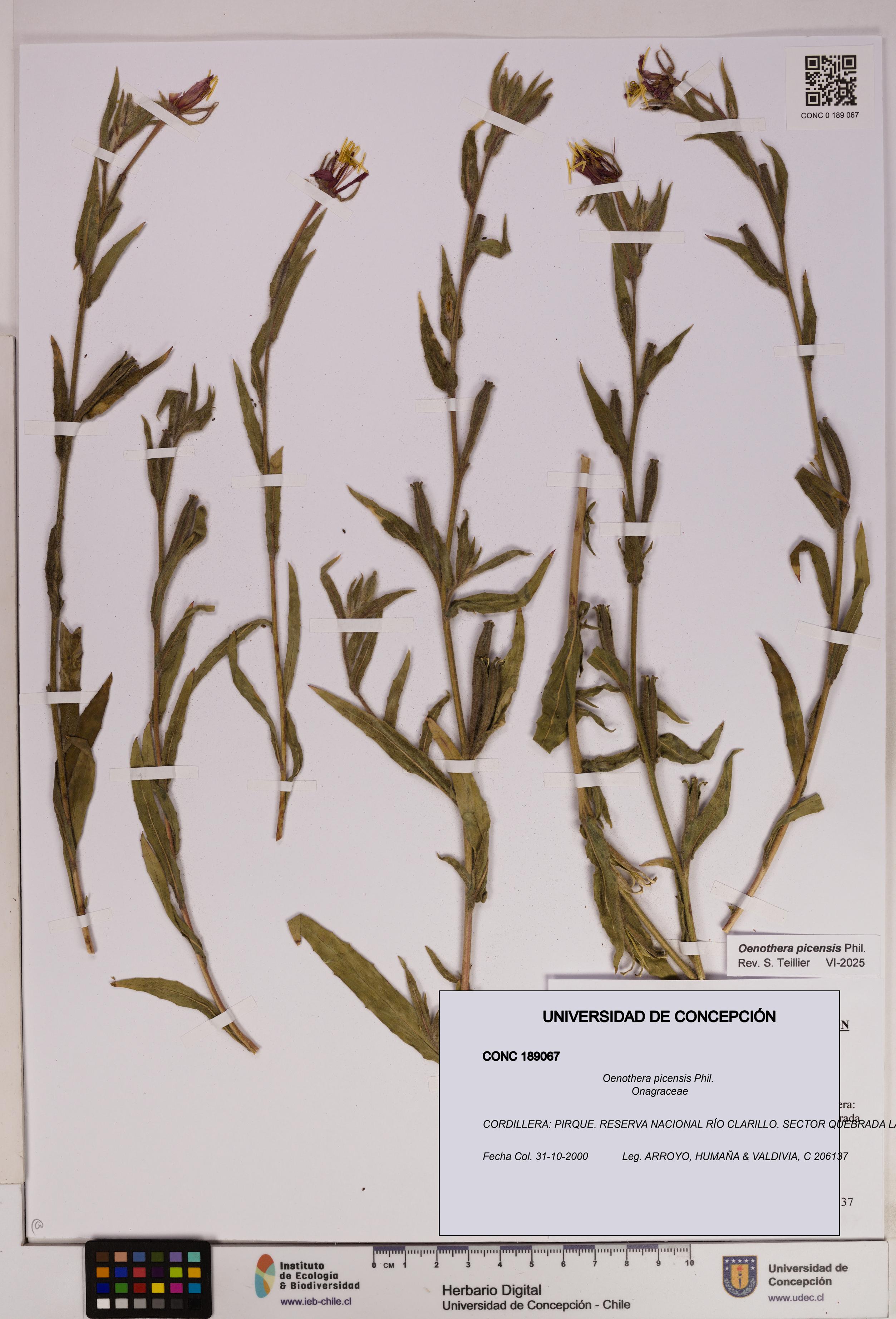 Oenothera picensis [Espécimen: UDEC:CONC:0189067]