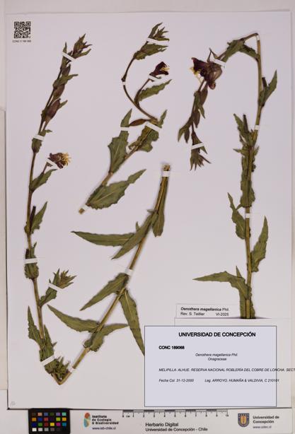 Oenothera magellanica [Espécimen: UDEC:CONC:0189068]