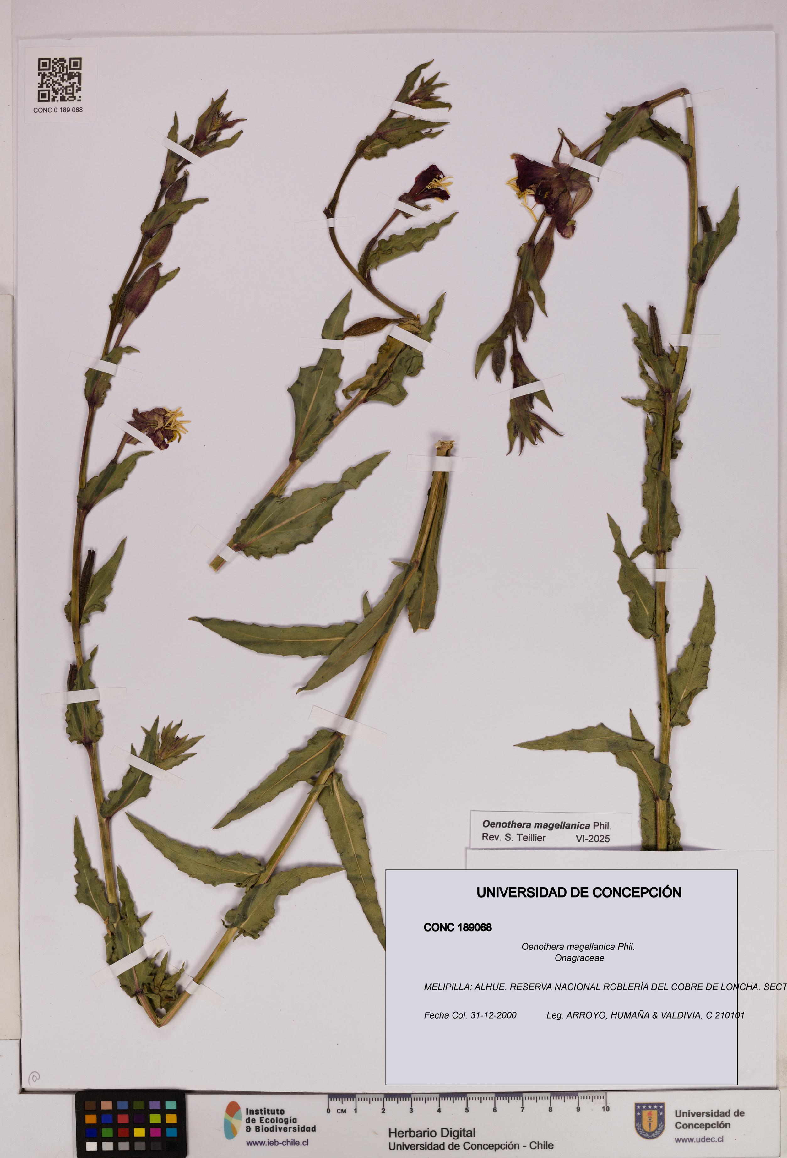 Oenothera magellanica [Espécimen: UDEC:CONC:0189068]