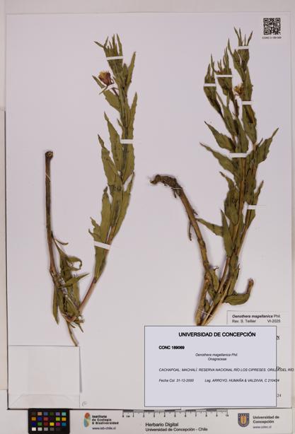 Oenothera magellanica [Espécimen: UDEC:CONC:0189069]