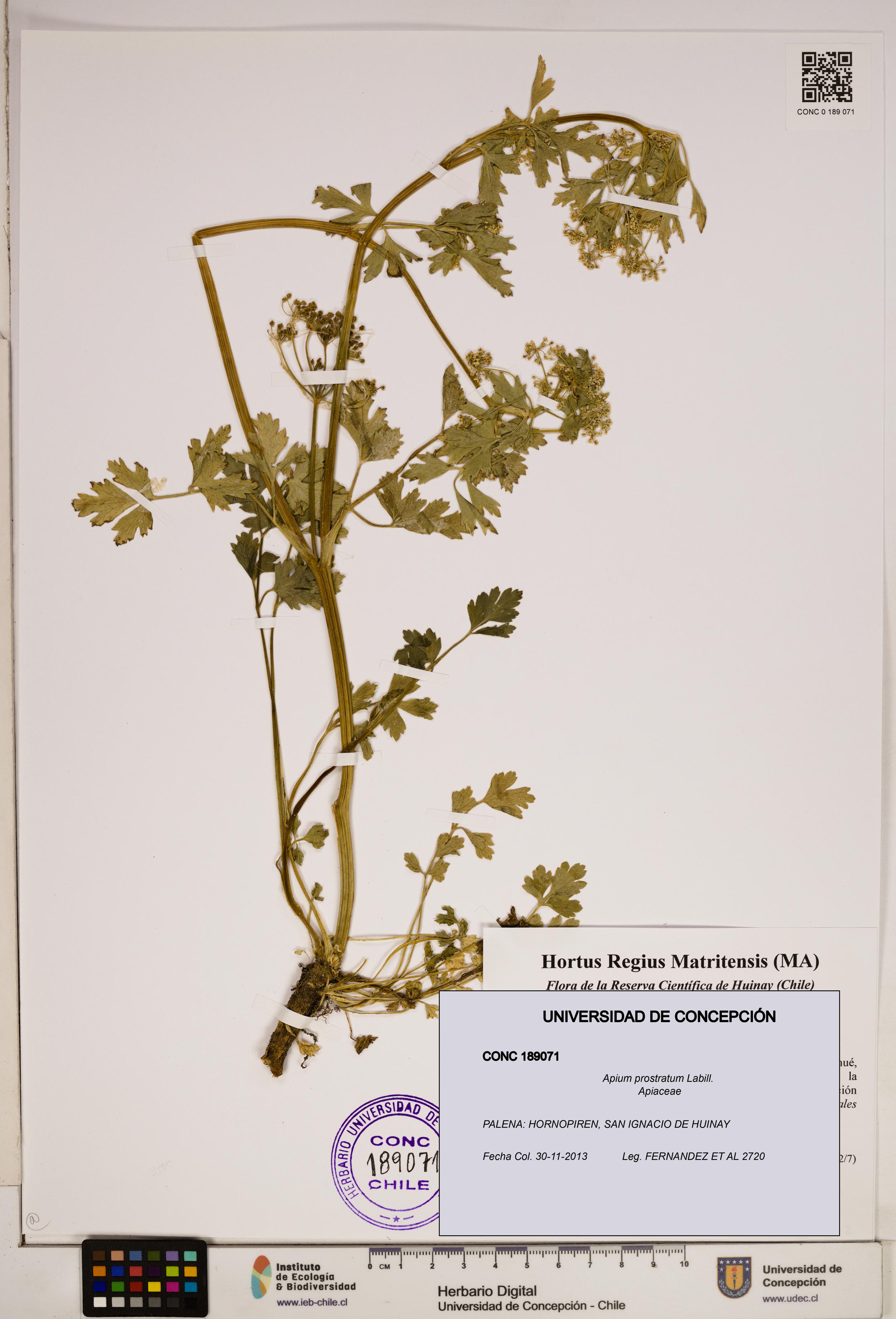 Apium prostratum [Espécimen: ]