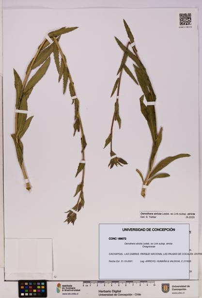 Oenothera stricta subsp. stricta [Espécimen: UDEC:CONC:0189072]