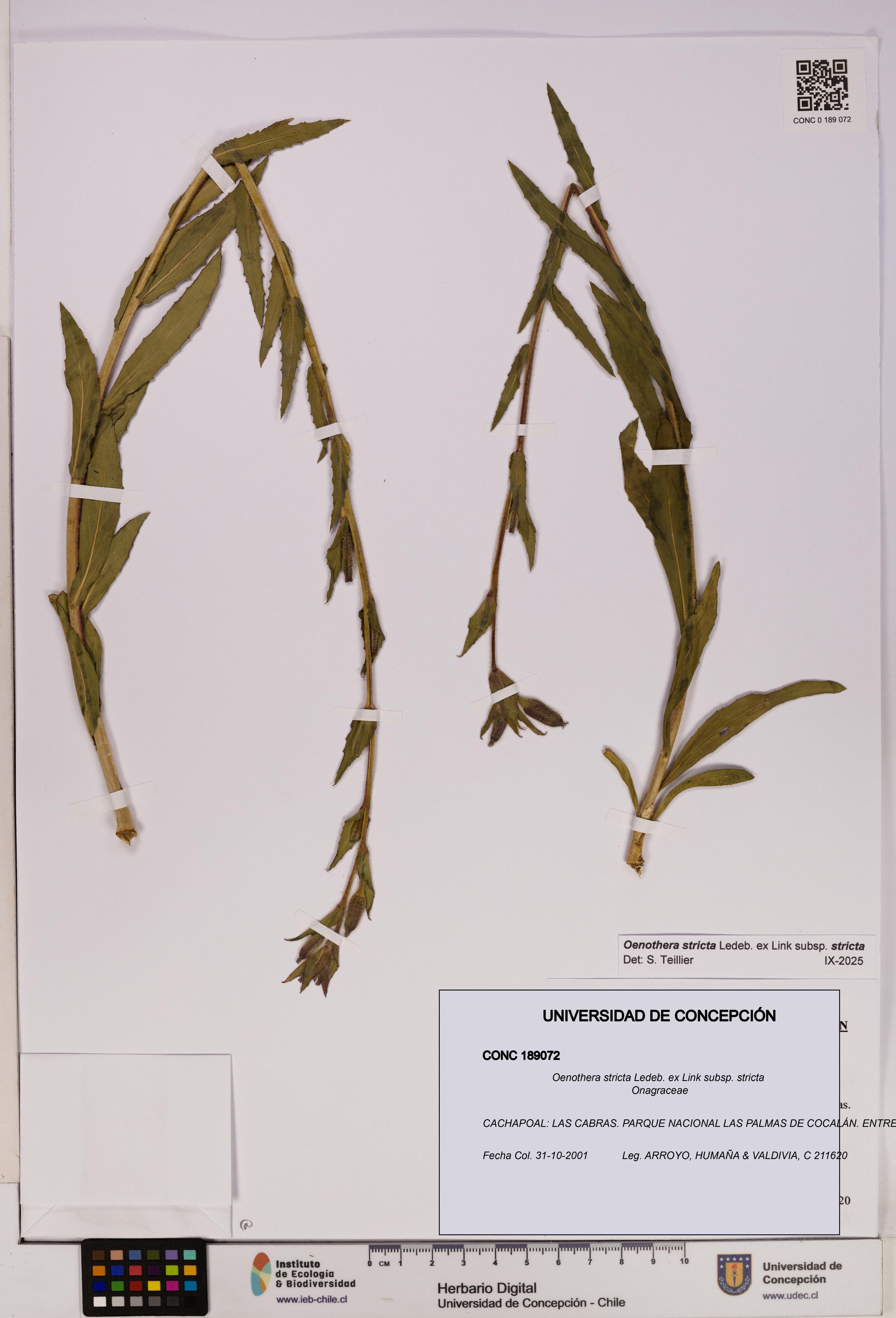 Oenothera stricta subsp. stricta [Espécimen: UDEC:CONC:0189072]
