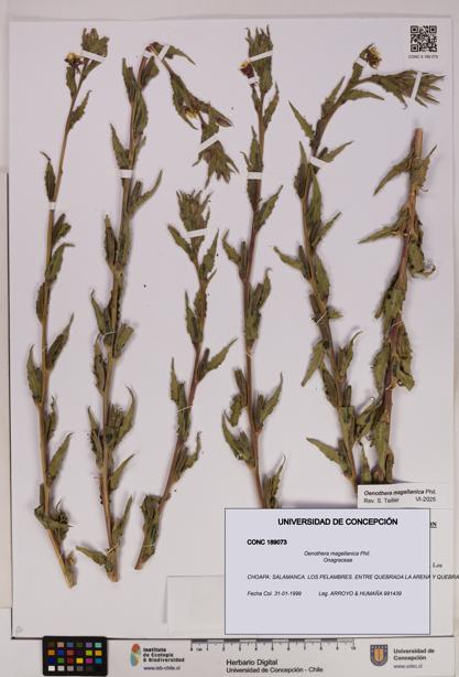 Oenothera magellanica [Espécimen: UDEC:CONC:0189073]