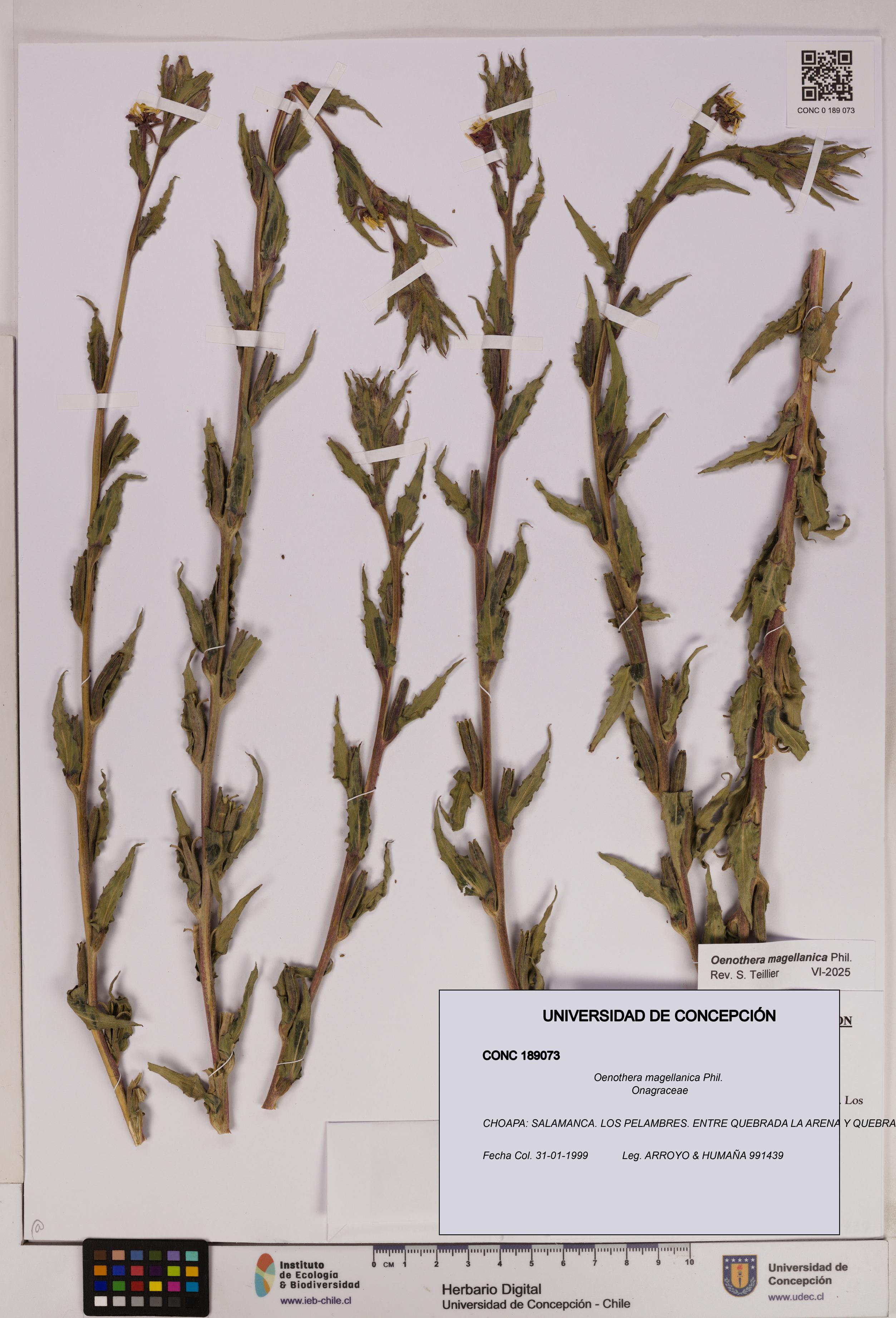 Oenothera magellanica [Espécimen: UDEC:CONC:0189073]