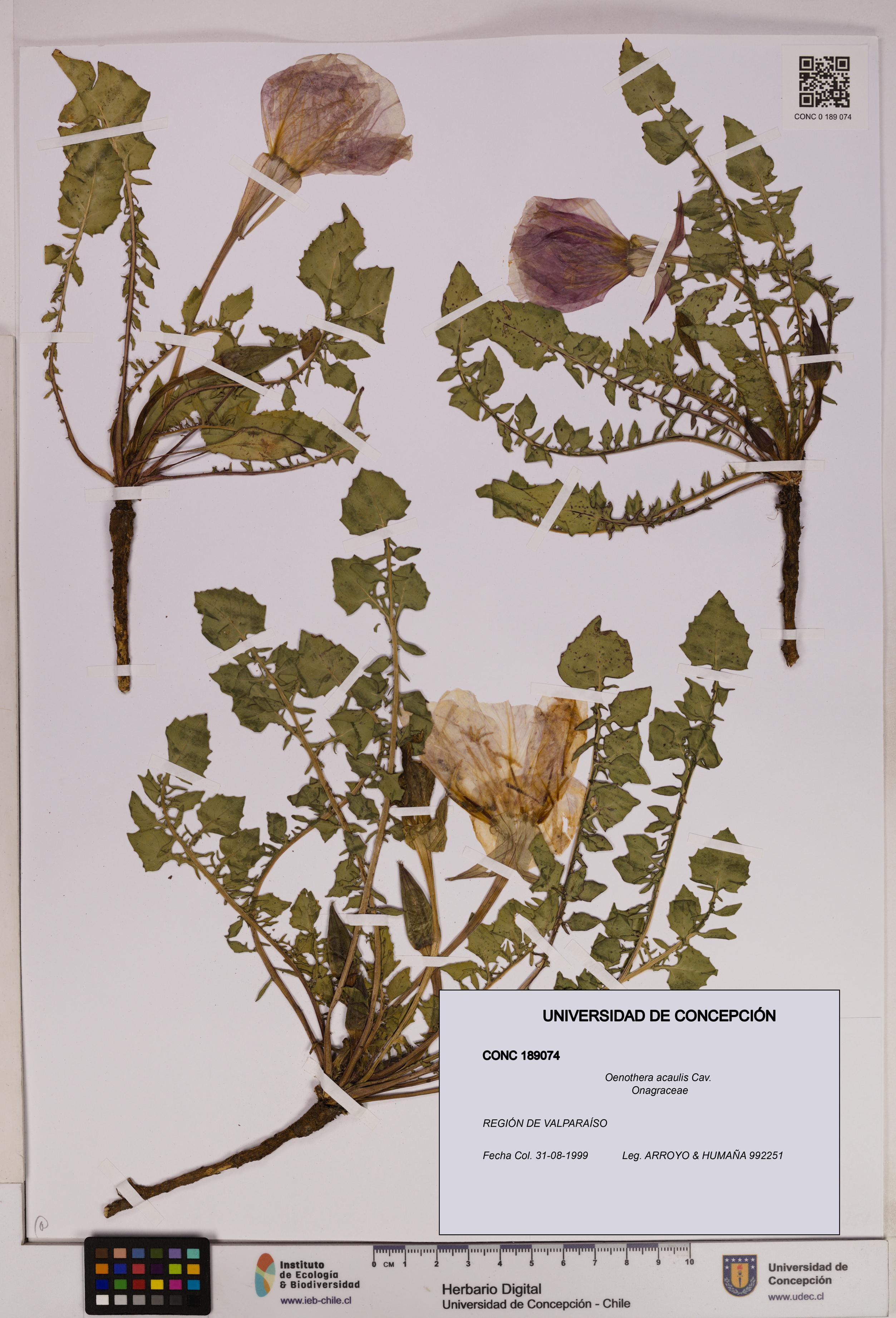 Oenothera acaulis [Espécimen: UDEC:CONC:0189074]