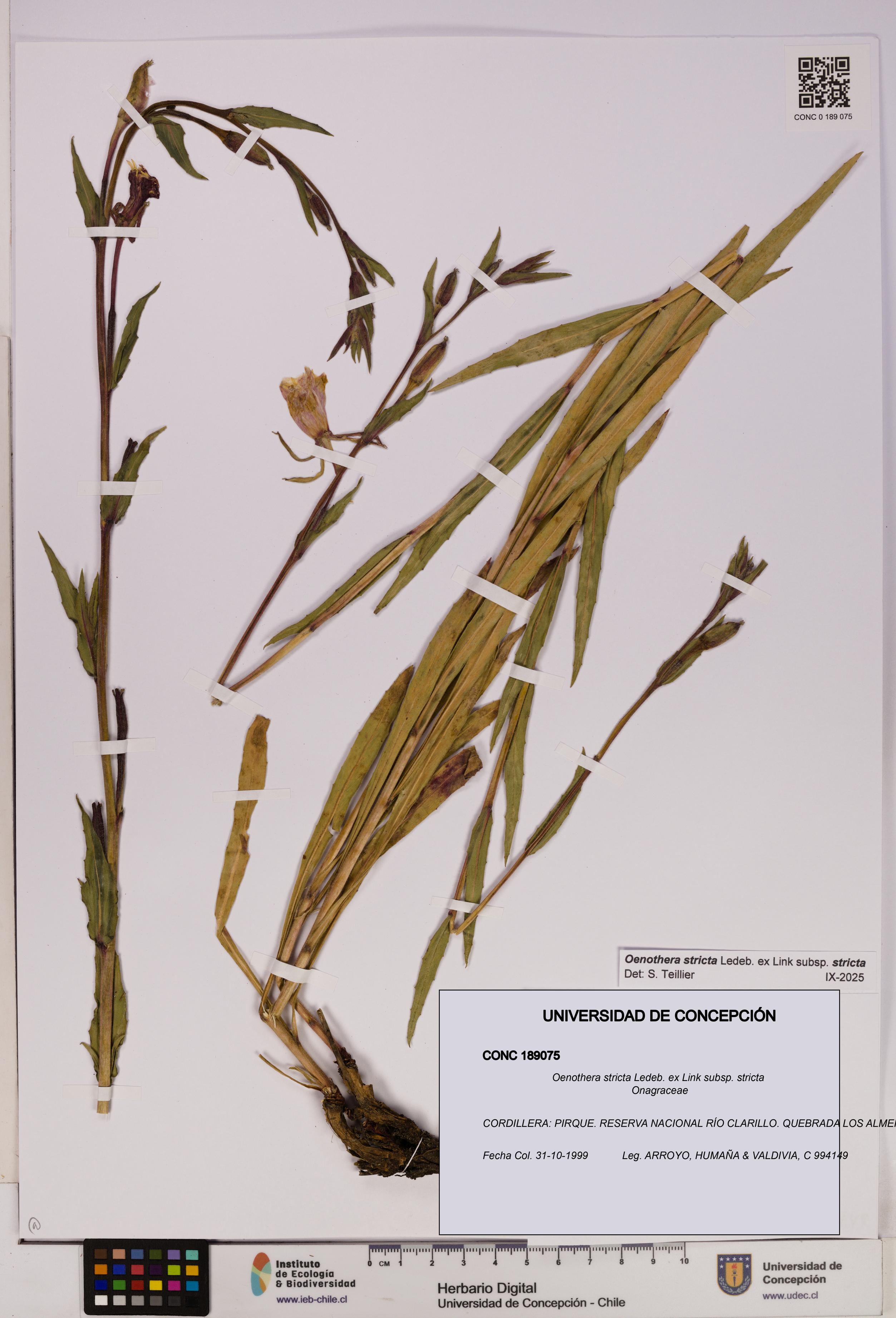 Oenothera stricta subsp. stricta [Espécimen: UDEC:CONC:0189075]