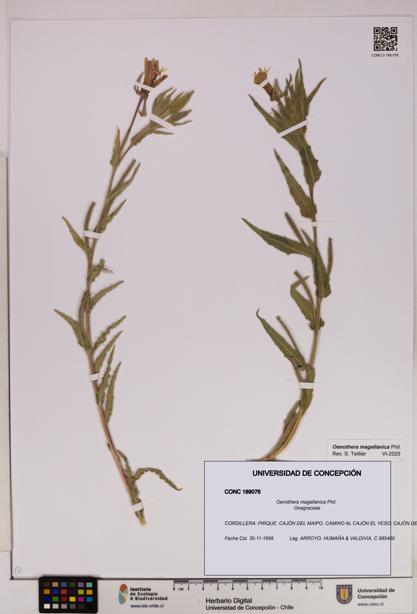 Oenothera magellanica [Espécimen: UDEC:CONC:0189076]