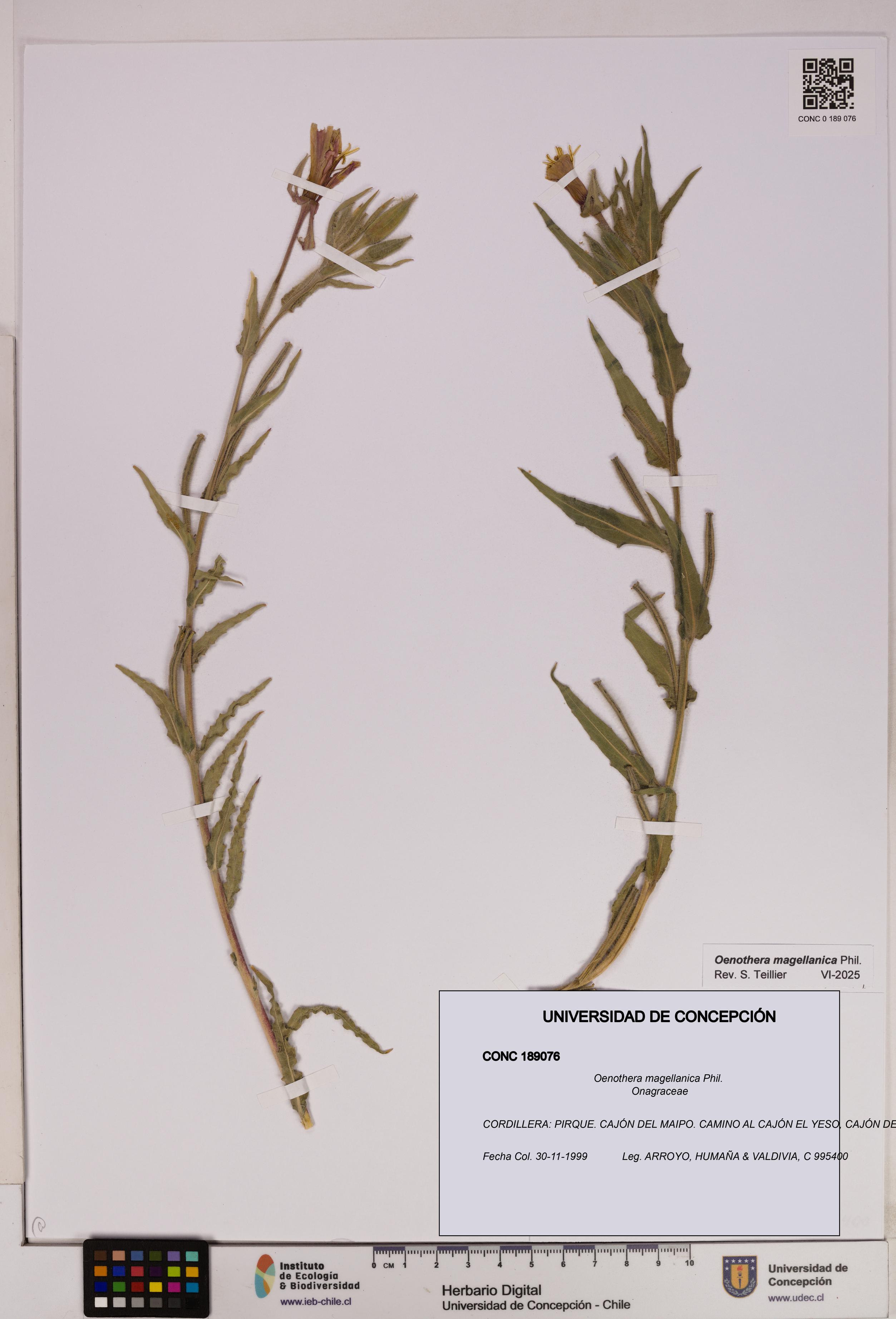 Oenothera magellanica [Espécimen: UDEC:CONC:0189076]