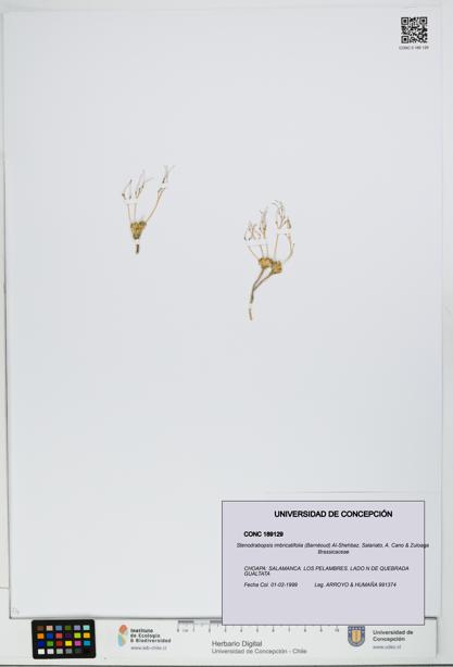 Stenodrabopsis imbricatifolia [Espécimen: UDEC:CONC:0189129]