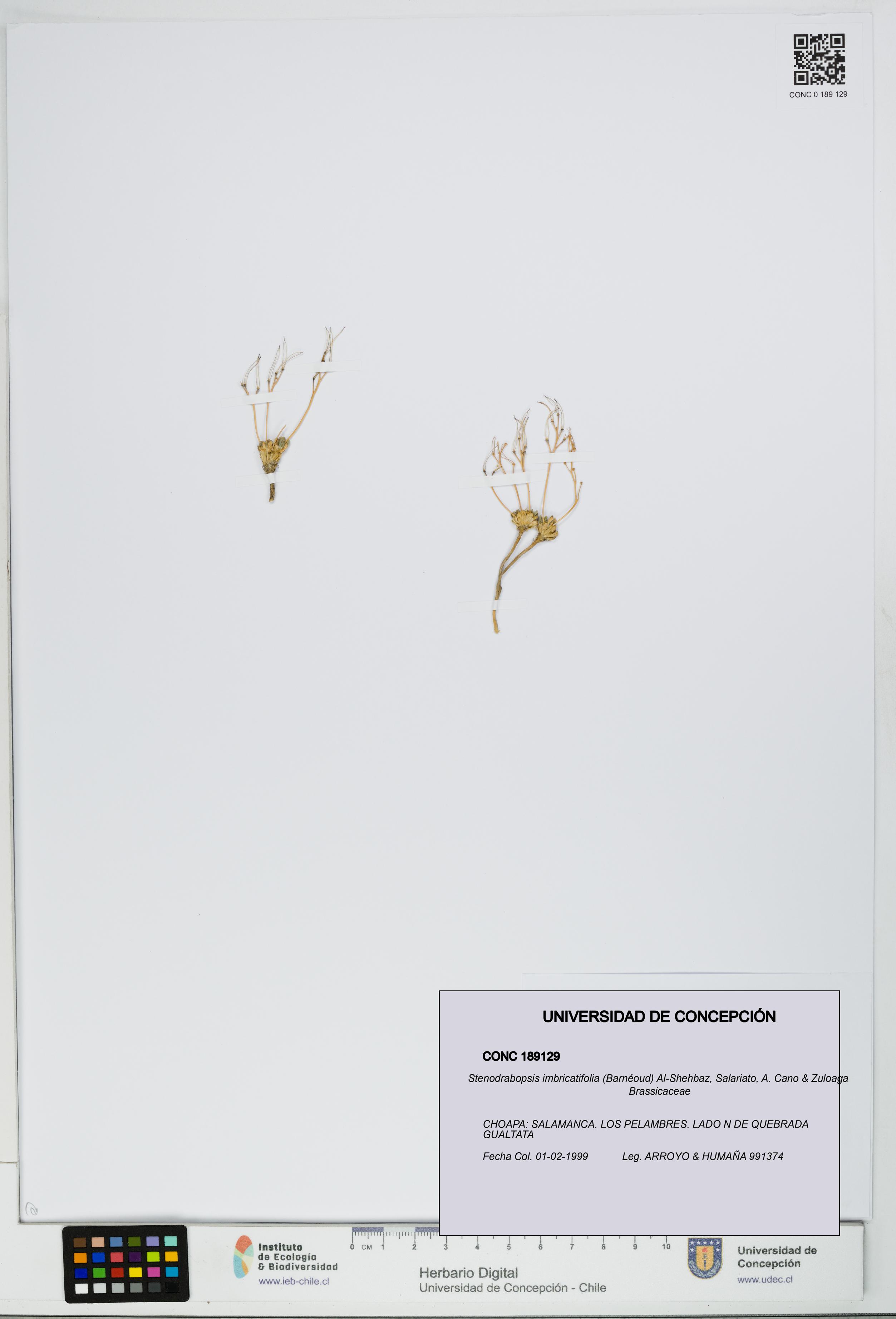 Stenodrabopsis imbricatifolia [Espécimen: UDEC:CONC:0189129]