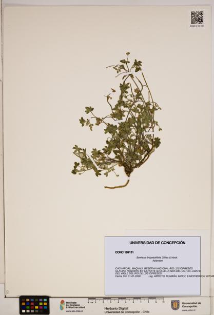 Bowlesia tropaeolifolia [Espécimen: ]