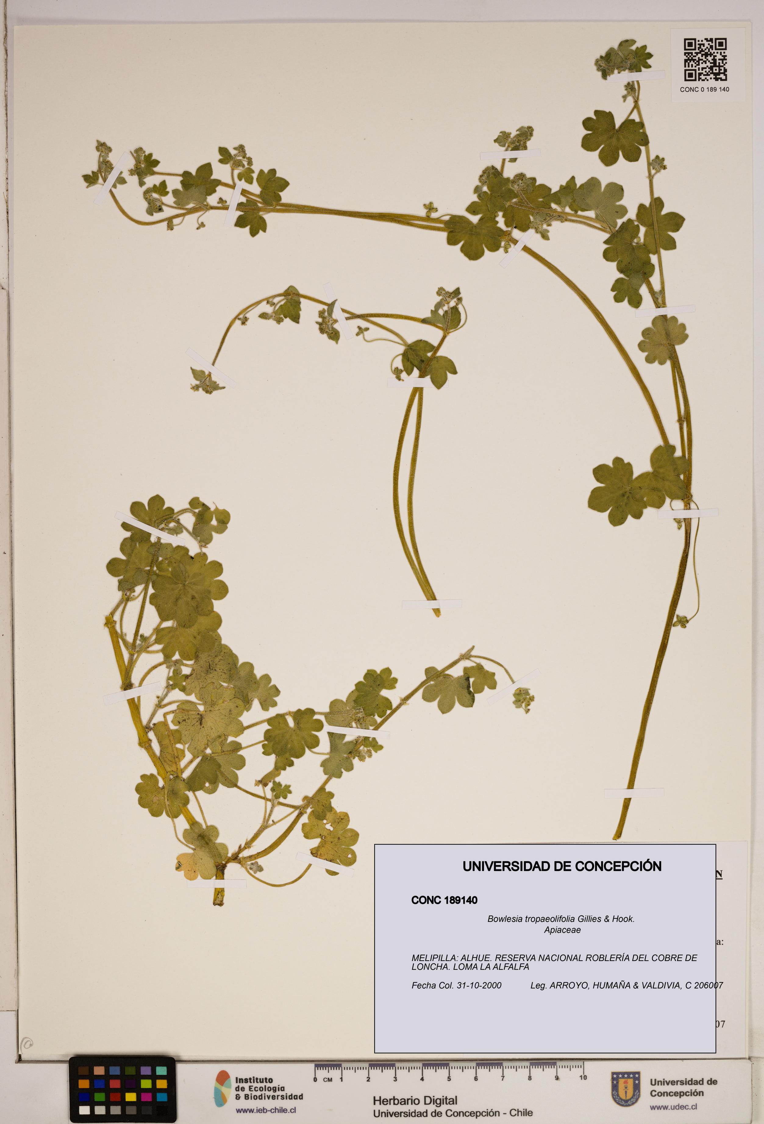 Bowlesia tropaeolifolia [Espécimen: ]