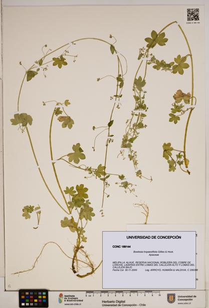 Bowlesia tropaeolifolia [Espécimen: ]