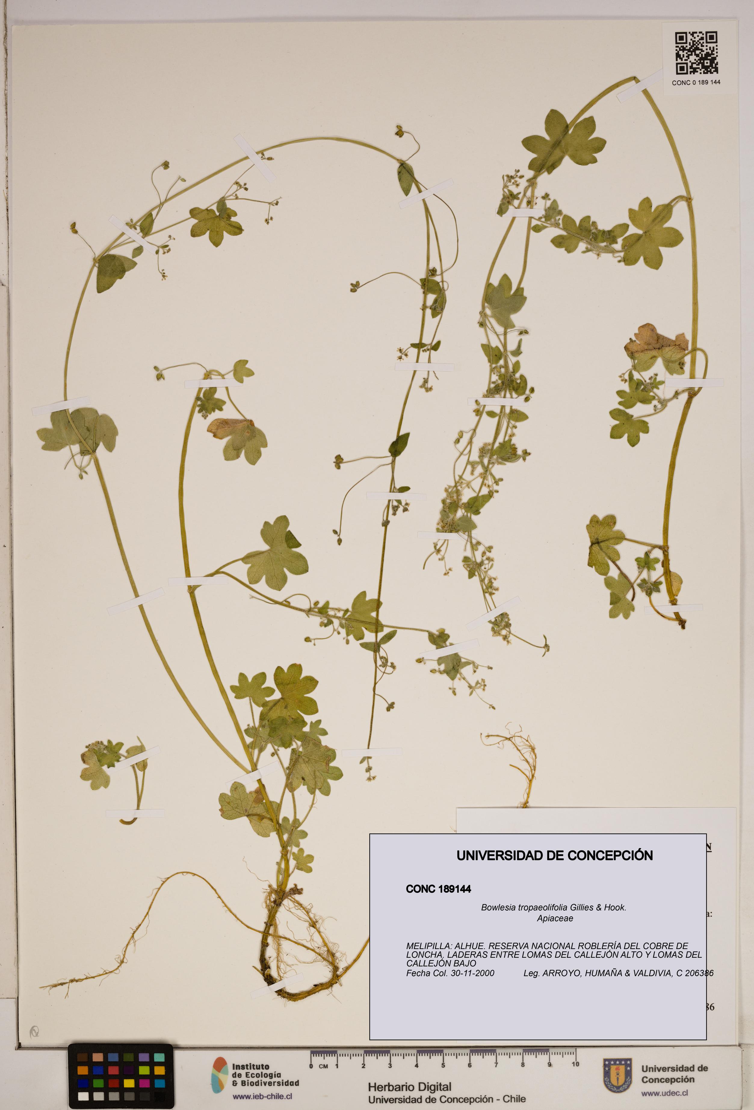 Bowlesia tropaeolifolia [Espécimen: ]