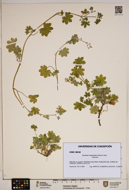 Bowlesia tropaeolifolia [Espécimen: ]
