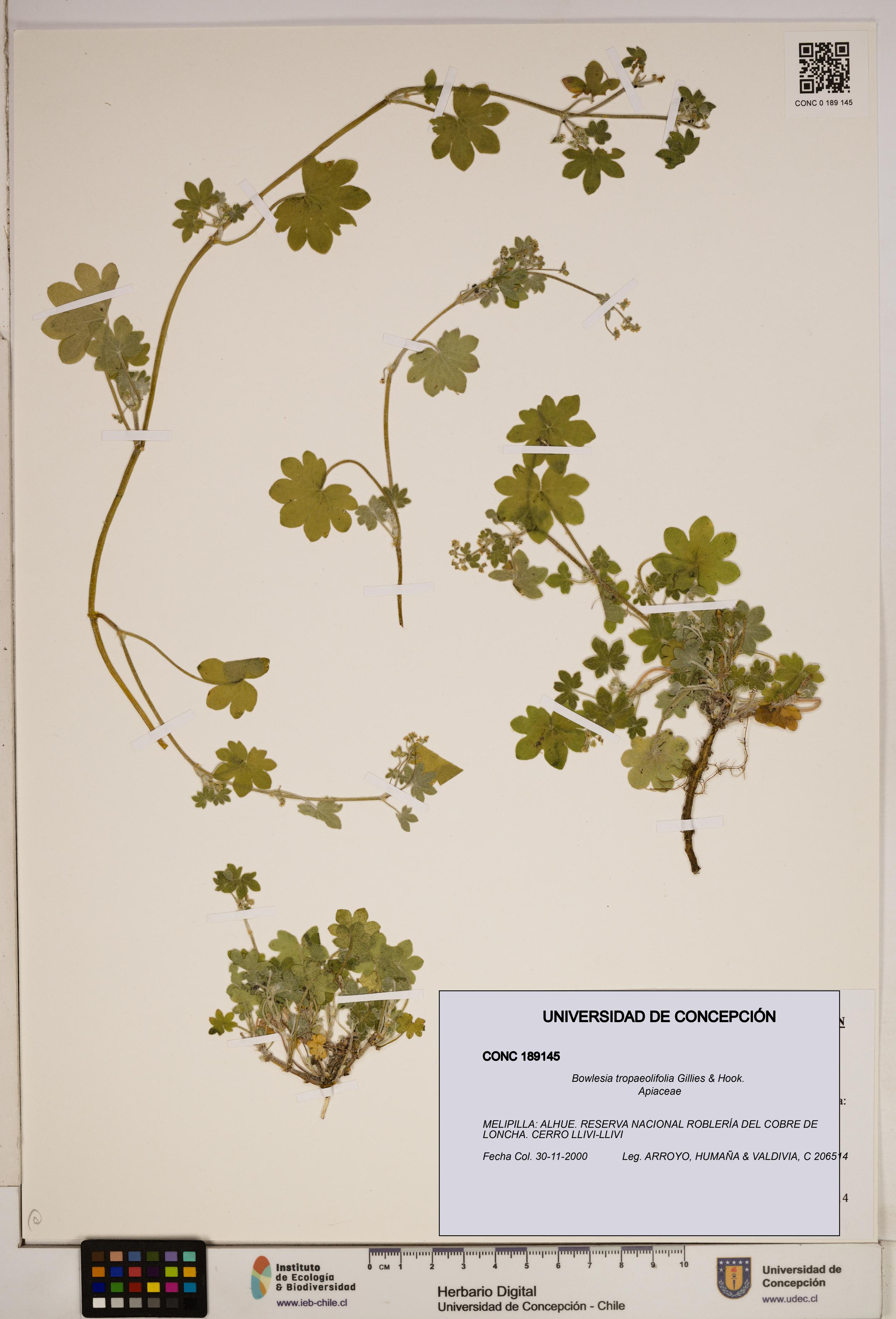 Bowlesia tropaeolifolia [Espécimen: ]