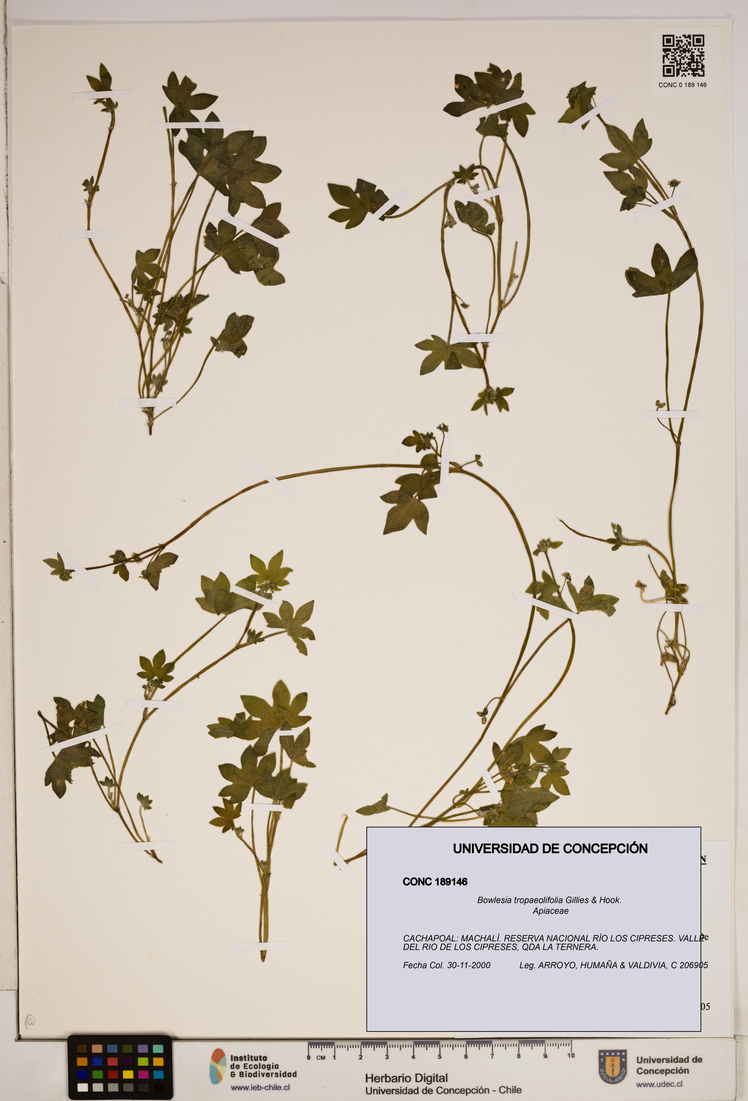 Bowlesia tropaeolifolia [Espécimen: ]