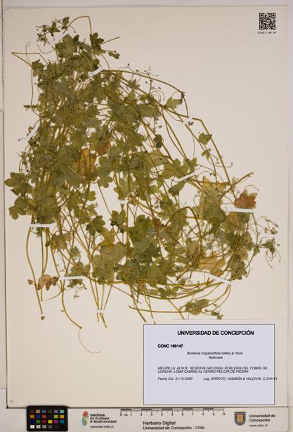 Bowlesia tropaeolifolia [Espécimen: ]