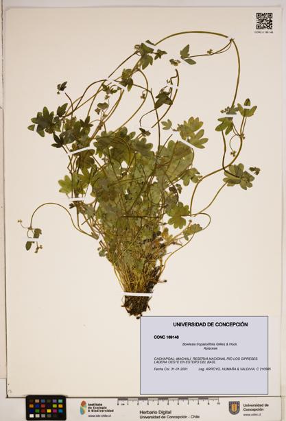 Bowlesia tropaeolifolia [Espécimen: ]