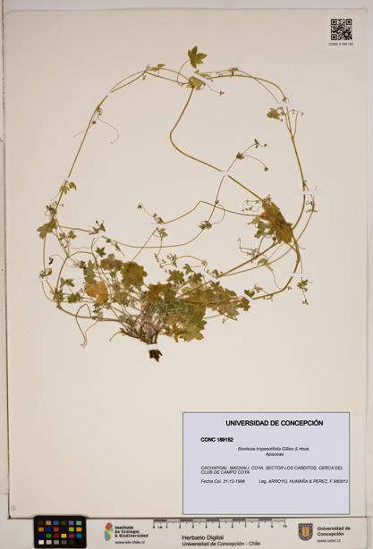 Bowlesia tropaeolifolia [Espécimen: ]