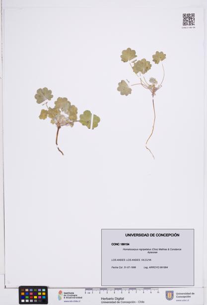 Homalocarpus nigripetalus [Espécimen: ]