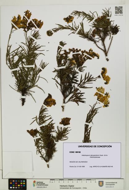 Heliotropium stenophyllum [Espécimen: UDEC:CONC:0189182]