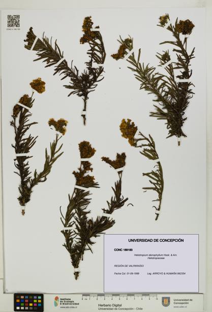 Heliotropium stenophyllum [Espécimen: UDEC:CONC:0189183]